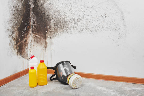 Best Mold Removal Near Me  in Audubon Park, NJ