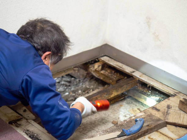 Best Commercial Mold Removal  in Audubon Park, NJ