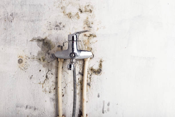 Home Mold Removal in Audubon Park, NJ