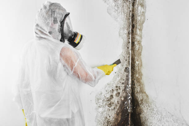 Best Mold Testing  in Audubon Park, NJ