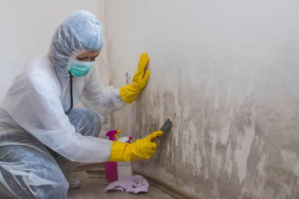 Best Attic Mold Removal  in Audubon Park, NJ
