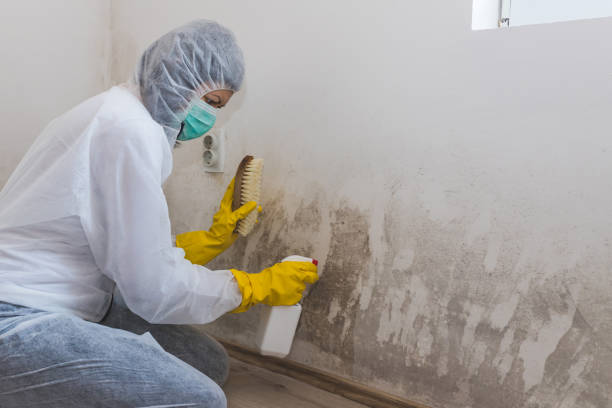 Best Toxic Mold Removal  in Audubon Park, NJ