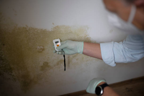 Best Affordable Mold Removal  in Audubon Park, NJ