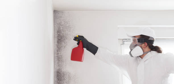 Best Residential Mold Removal  in Audubon Park, NJ