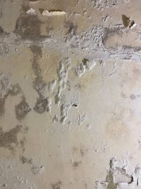 Best Mold Cleaning Services  in Audubon Park, NJ