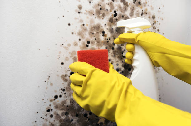 Best Best Mold Removal Companies  in Audubon Park, NJ