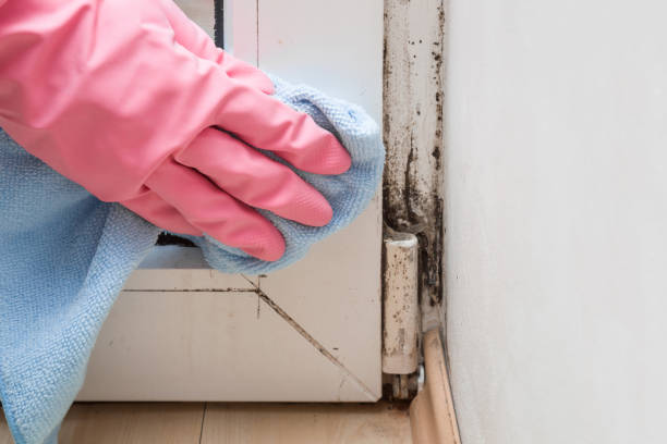 Best Office Mold Removal Services  in Audubon Park, NJ