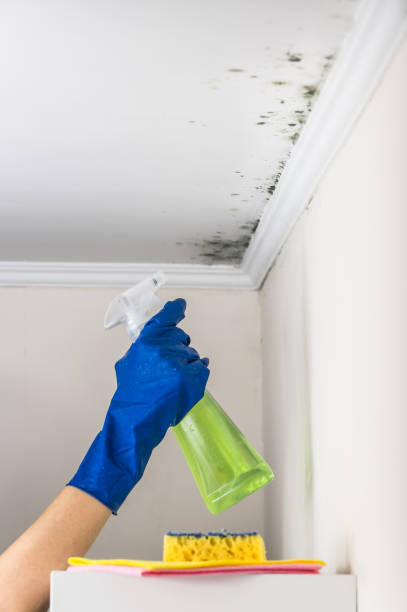 Best Professional Mold Removal  in Audubon Park, NJ