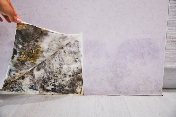 Best Residential Mold Removal  in Audubon Park, NJ